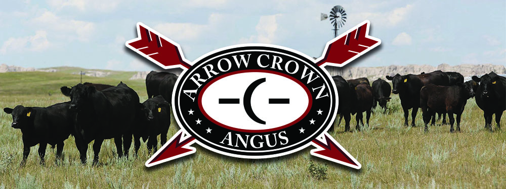 Arrow Crown Angus